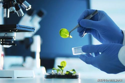 留學馬來西亞 生物技術與生物技術開發(fā)，如何區(qū)分這對“雙胞胎”專業(yè)？